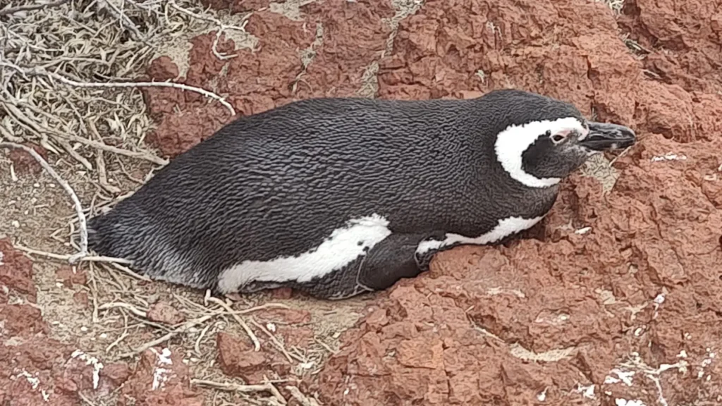 Pingüinos de Magallanes en la Reserva Punta Tombo, Chubut, Argentina