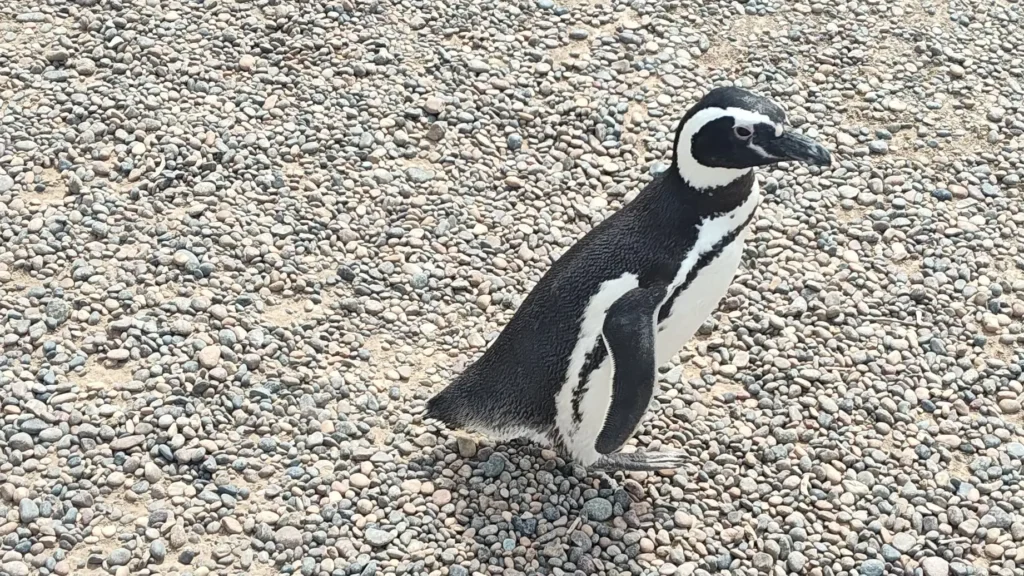 Pinguino de Magallanes