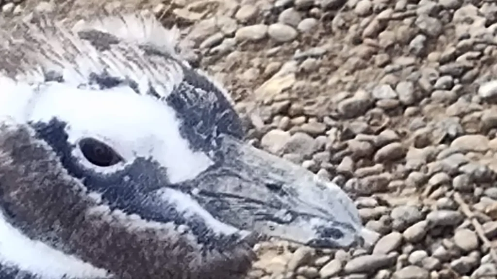 Pinguinos de Magallanes