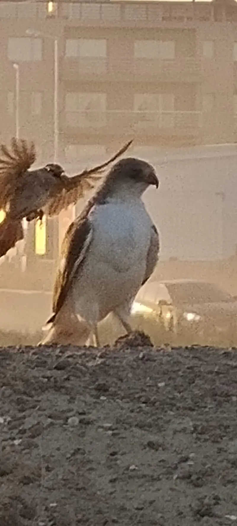 Calandria atacando un halcon peregrino