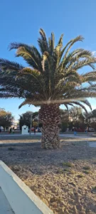 Palmera en Puerto Madyrn