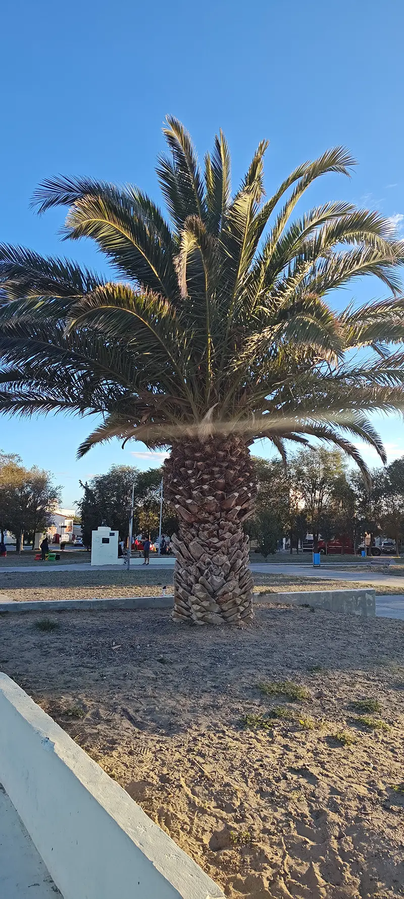 Palmera en Puerto Madyrn