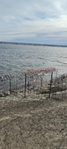 Flamencos