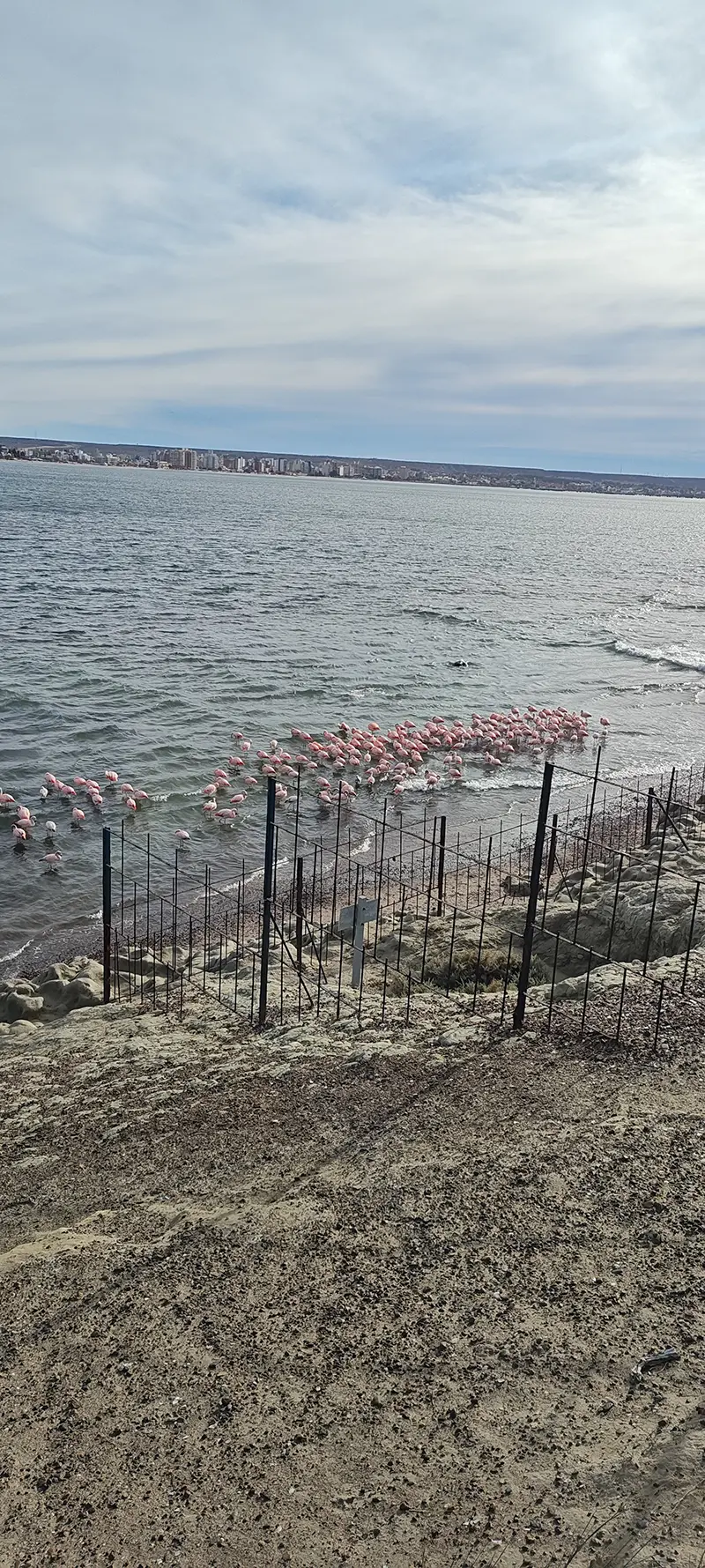 Flamencos