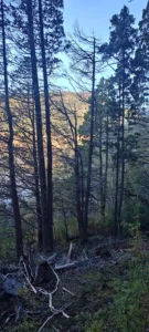 San Martin de los Andes