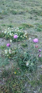 San Martin de los Andes