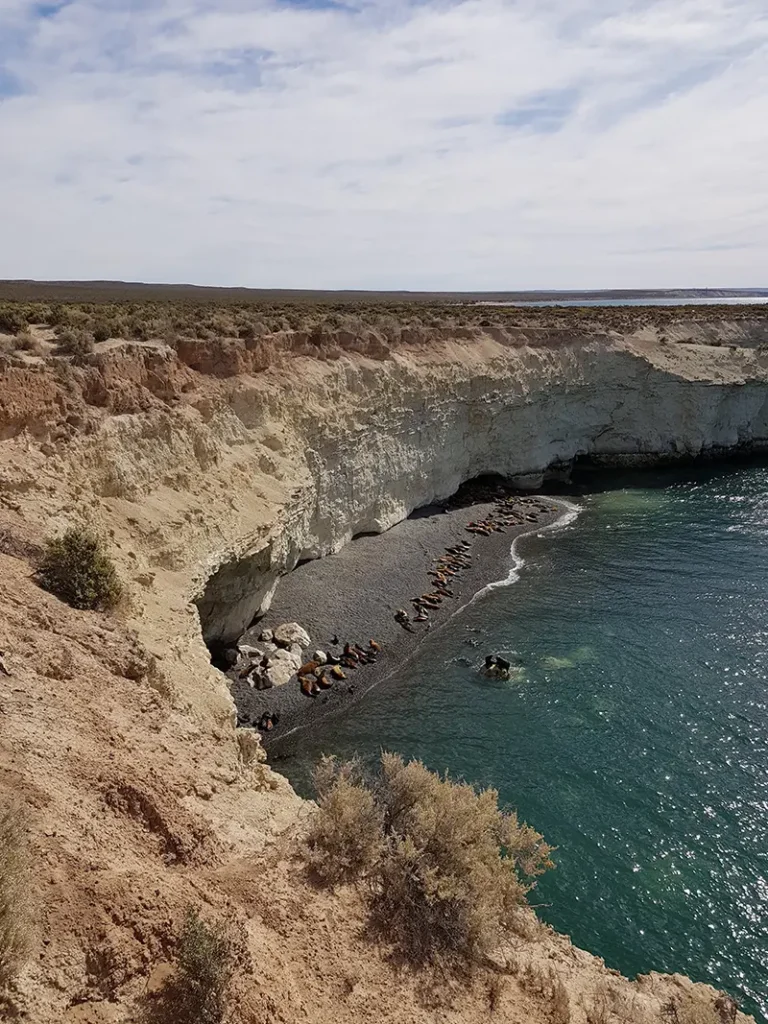 Lobos marinos en Punta Loma, reserva natural de Chubut