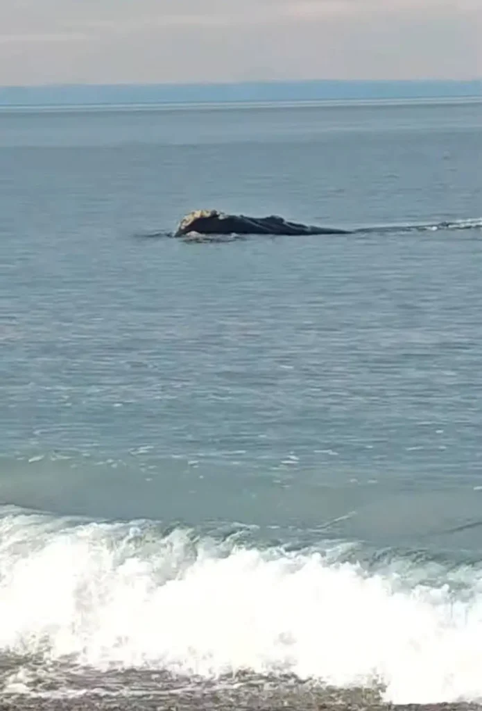 Ballena franca austral nadando a pocos metros de la orilla y la rompiente en Playa Canteras
