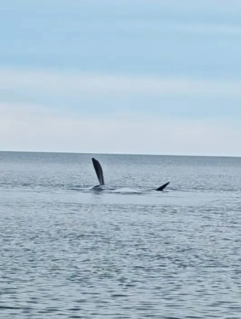 Ballena Franca Austral