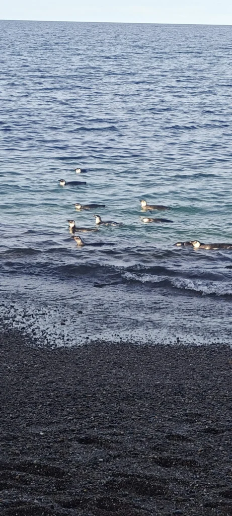 Grupo de pingüinos de Magallanes nadando en el mar cerca de la orilla en Playa Paraná