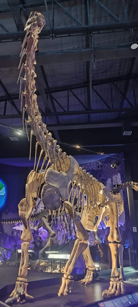 Réplica completa del esqueleto de Patagotitan mayorum en la sala principal del Museo MEF